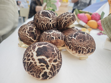 1747381688352044871.jpg 象形(xíng)麵點(diǎn)參展作品:香菇.jpg